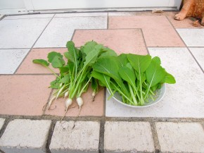 ～秋野菜の初収穫～　家庭菜園状況33