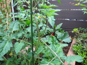 ～トマトのわき芽かき～　家庭菜園状況14