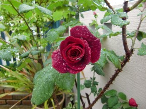 雨あがり　開花待ちの薔薇