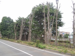大木の剪定で見通し良く安全に通行できます。