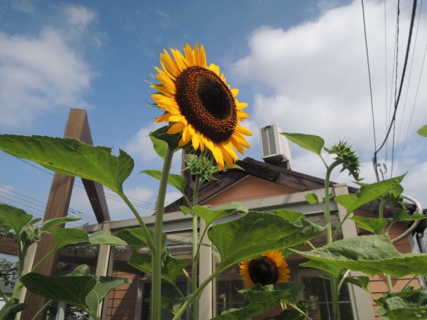 2017年 家庭菜園⑱ ～開花宣言☆～