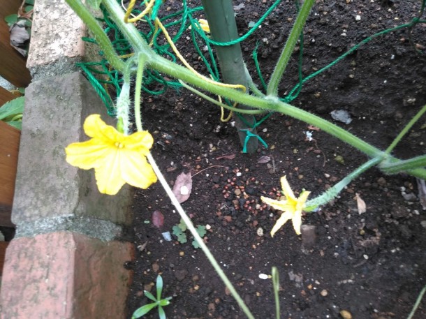 キュウリの花　～2018家庭菜園～
