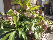 DSCN2133