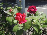 DSCN4319