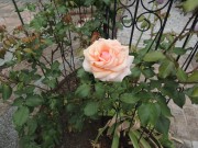 DSCN43422