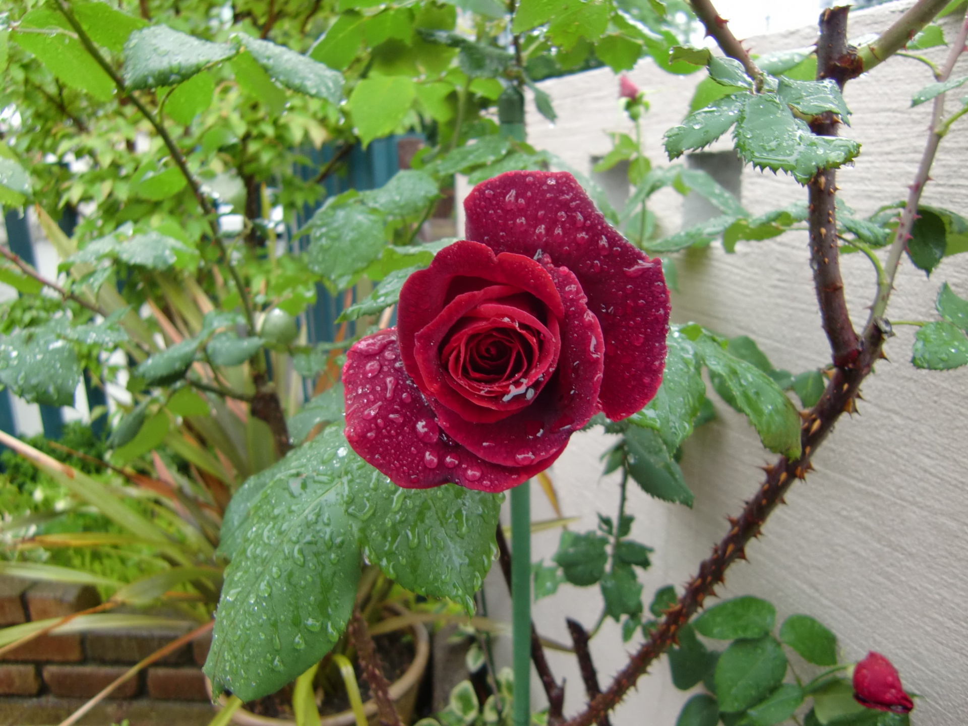 雨あがり 開花待ちの薔薇 東京の外構 エクステリア工事 ライズエクステリア